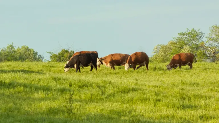 Regenerative agriculture